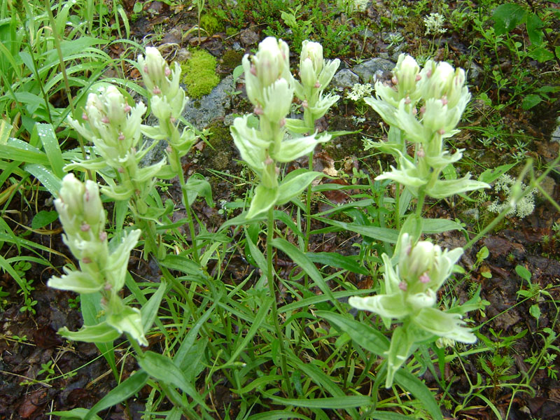 Image of Castilleja lapponica specimen.