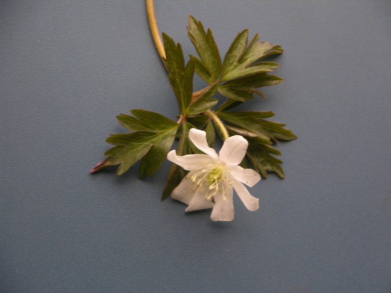 Image of Anemone amurensis ssp. kamtschatica specimen.