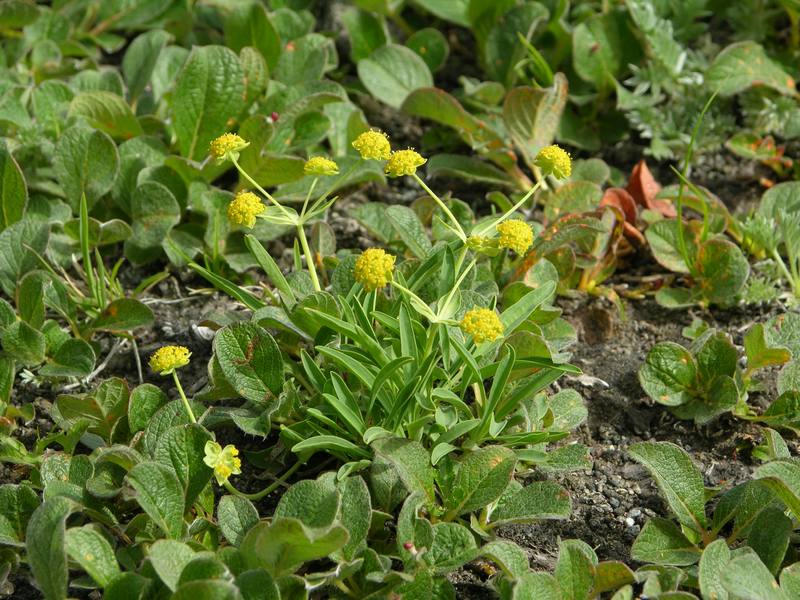 Image of Bupleurum triradiatum specimen.