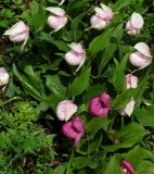 Cypripedium macranthos