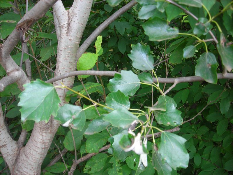 Image of Populus &times; canescens specimen.