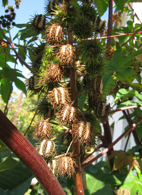 Изображение особи Ricinus communis.