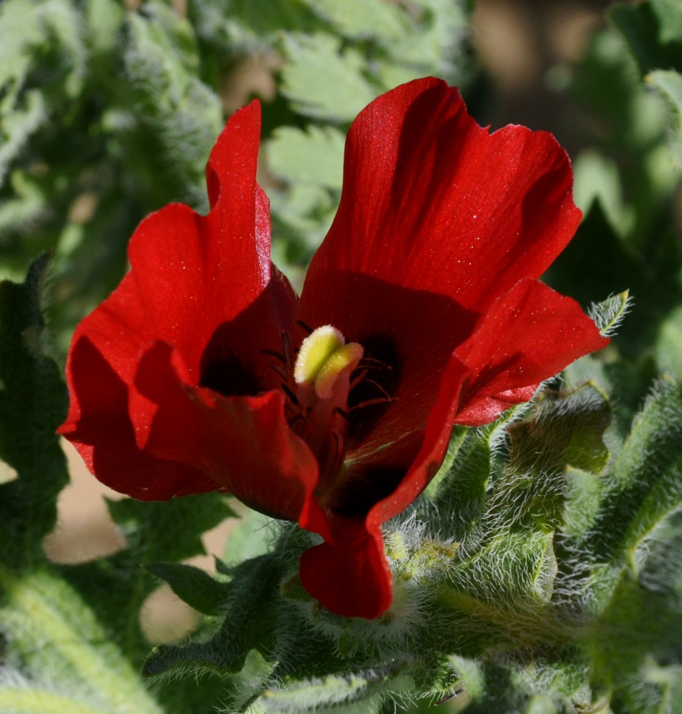 Image of Glaucium corniculatum specimen.