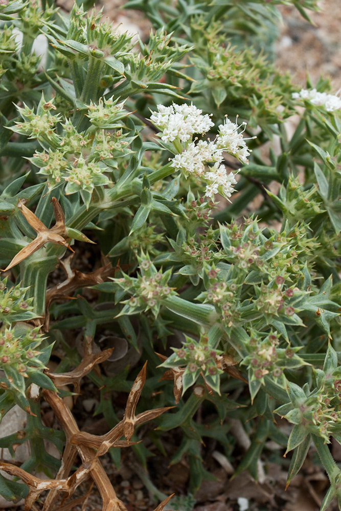 Image of Echinophora spinosa specimen.