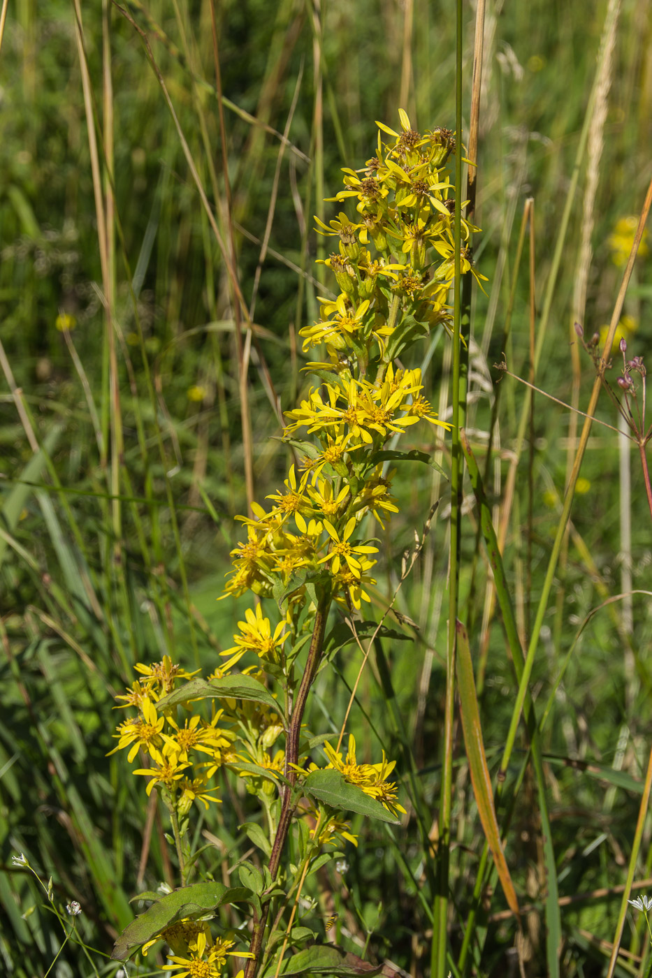 Image of Solidago virgaurea specimen.