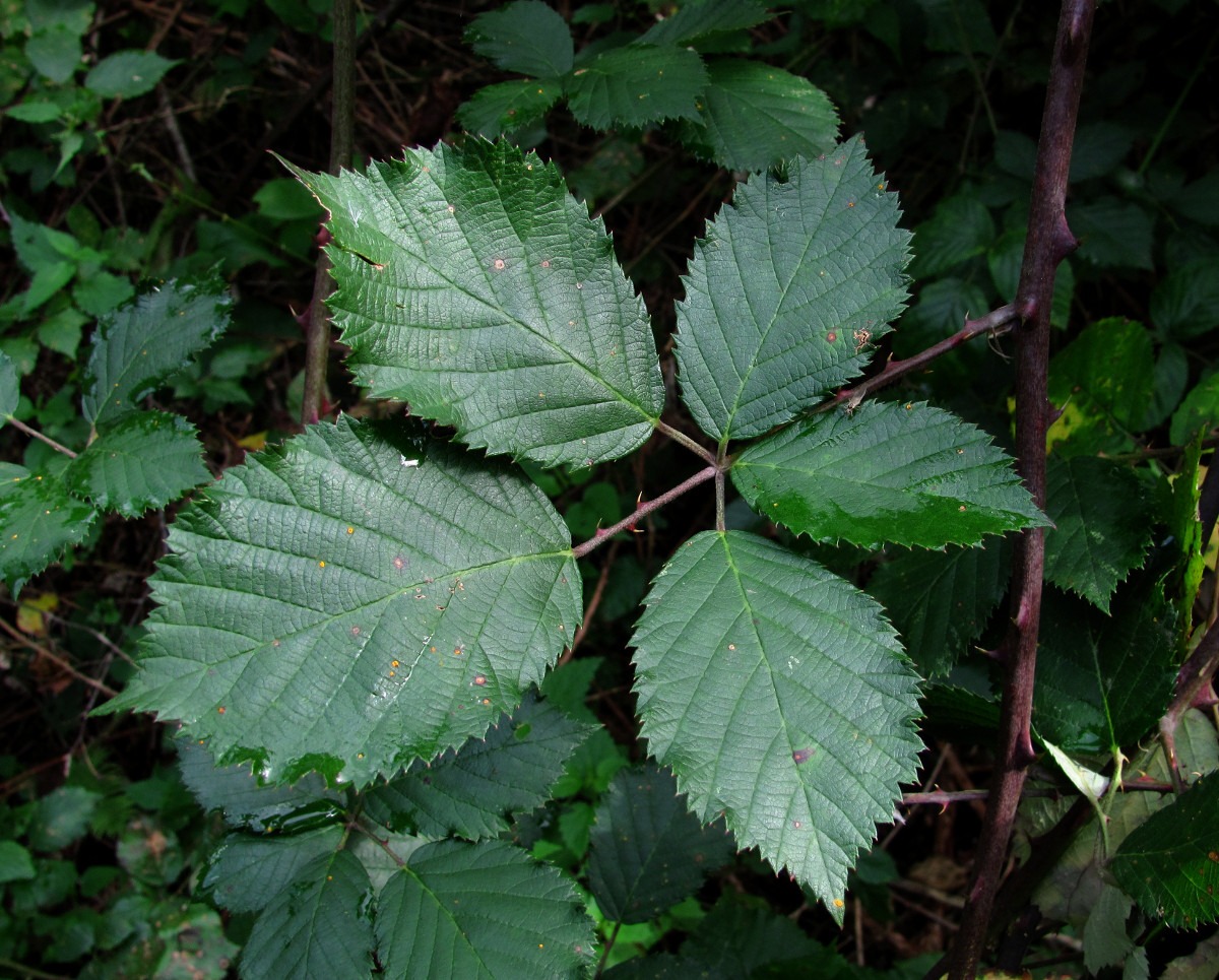 Image of Rubus candicans specimen.