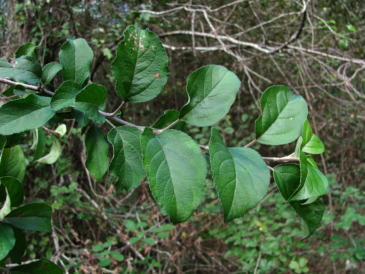 Изображение особи Malus sylvestris.