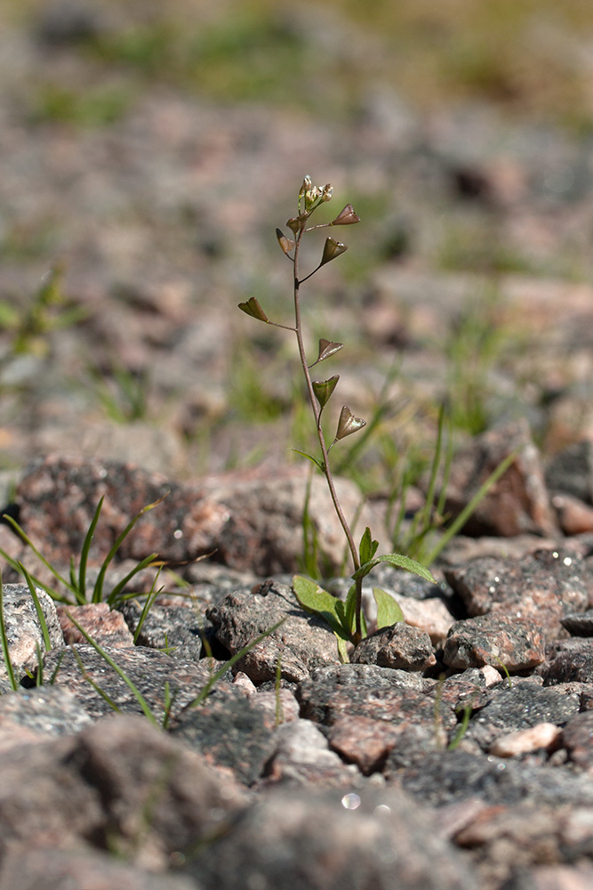 Image of Capsella bursa-pastoris specimen.