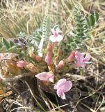 Astragalus testiculatus