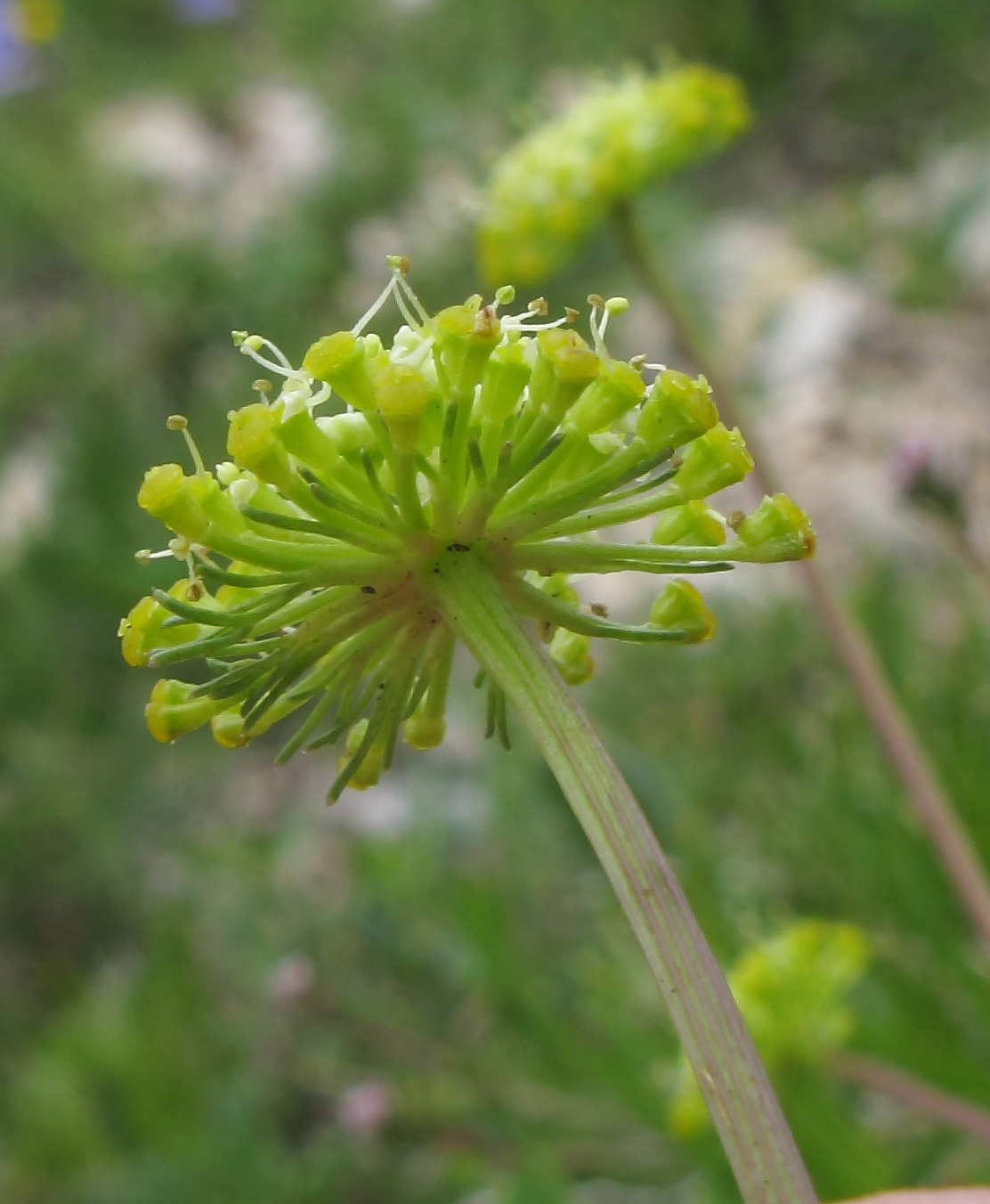 Image of Chamaesciadium acaule specimen.