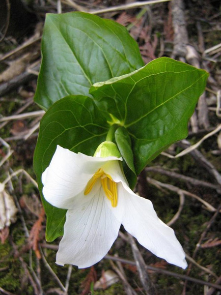 Image of Trillium ovatum specimen.