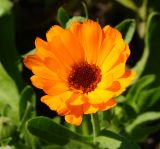 Calendula officinalis. Соцветие. Восточный Казахстан, Уланский р-н, с. Украинка, дачный участок, в культуре. 26.06.2013.