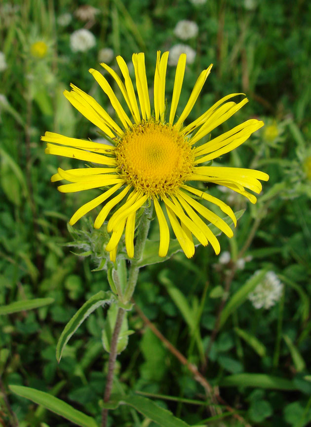 Image of Inula britannica specimen.