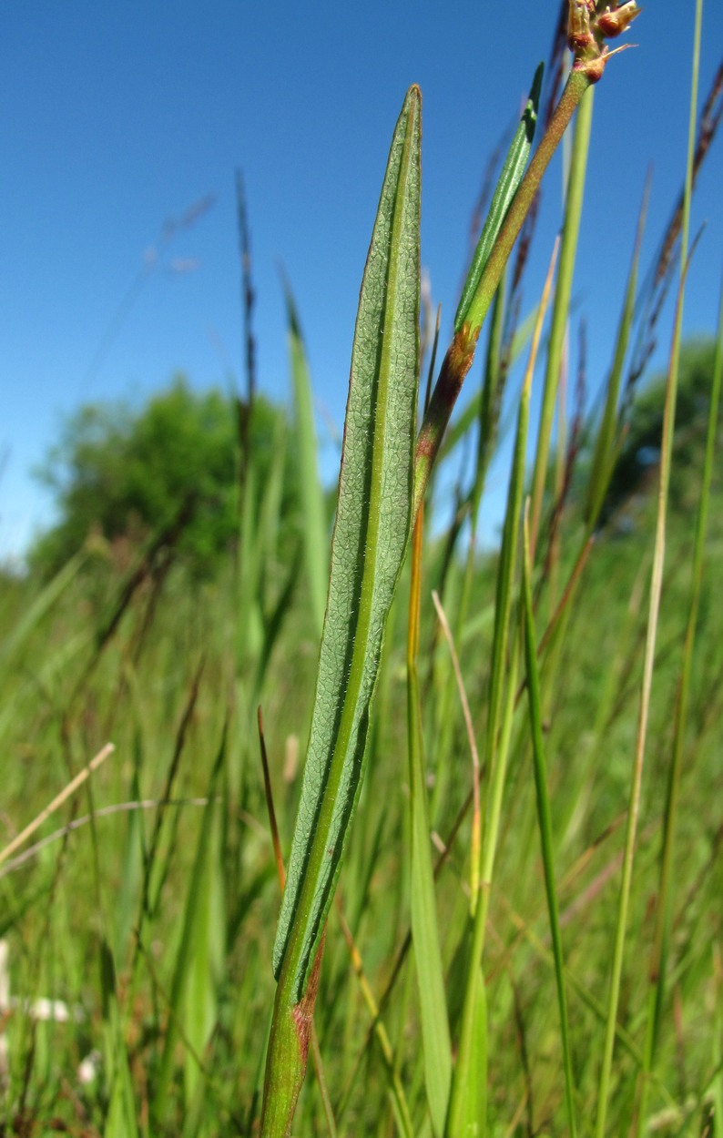 Image of Bistorta vivipara specimen.