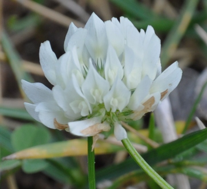 Изображение особи Trifolium hybridum.