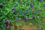 Vicia amurensis