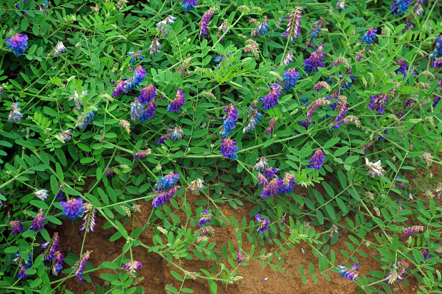 Image of Vicia amurensis specimen.