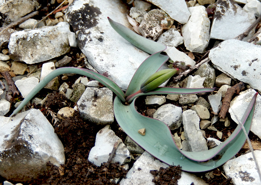 Image of Tulipa australis specimen.