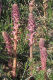 Orobanche pubescens. Цветущие растения. Крым, Севастополь, окр. с. Орловка, обочина. 07.05.2016.