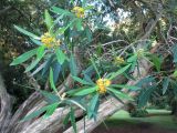 Tristaniopsis laurina. Ветви с цветками. Австралия, г. Мельбурн, ботанический сад. 31.01.2016.