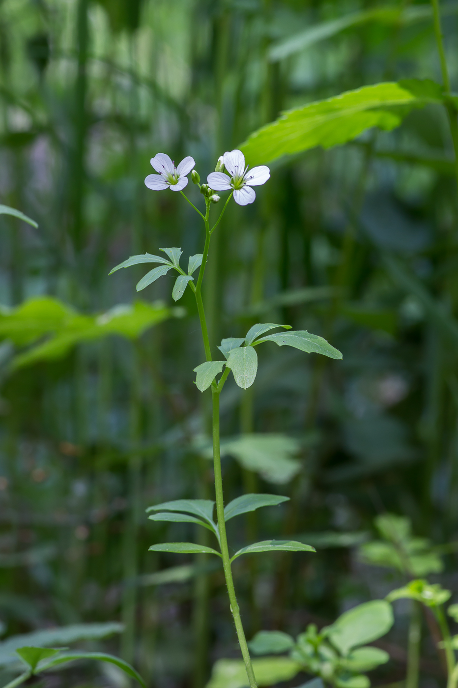 Изображение особи Cardamine amara.