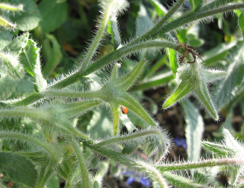 Image of Borago officinalis specimen.