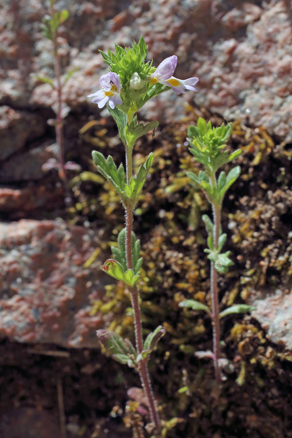 Изображение особи Euphrasia regelii.