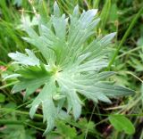 genus Ranunculus