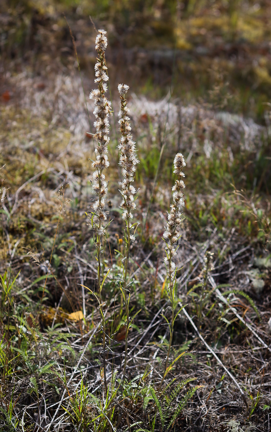 Image of Omalotheca sylvatica specimen.