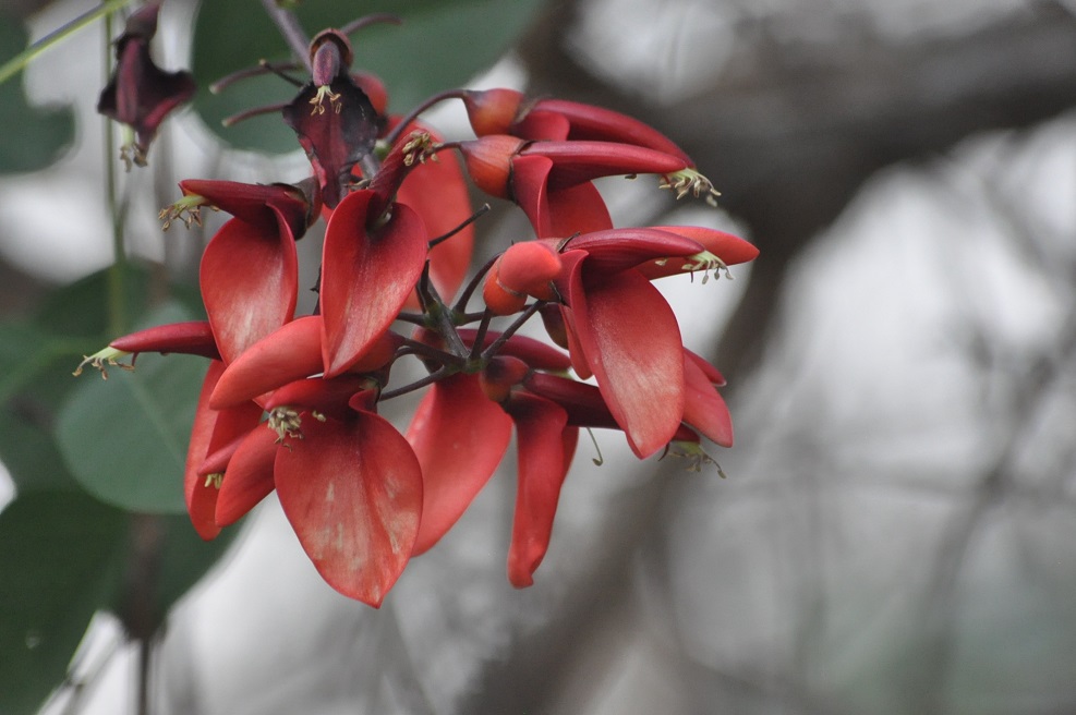 Image of Erythrina crista-galli specimen.