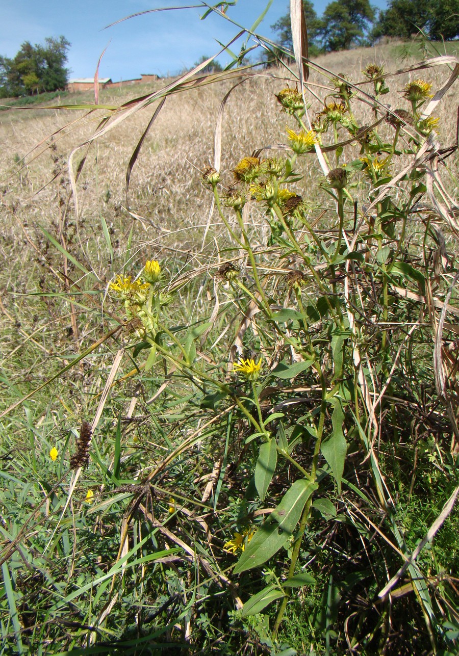 Image of Inula britannica specimen.