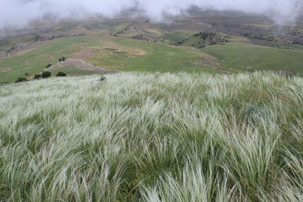 Изображение особи род Stipa.