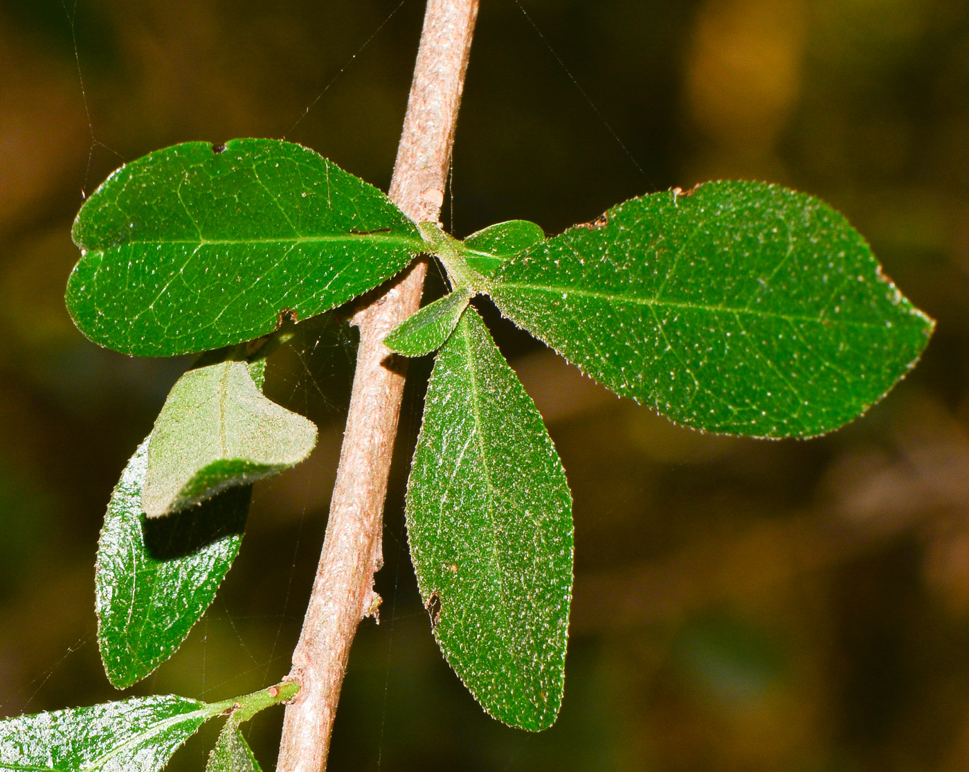 Image of Bourreria ovata specimen.