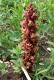 Orobanche colorata. Цветущее растение. Адыгея, хребет Уна-Коз, горный луг на склоне, выс. ≈ 1000 м н.у.м. 30.04.2016.