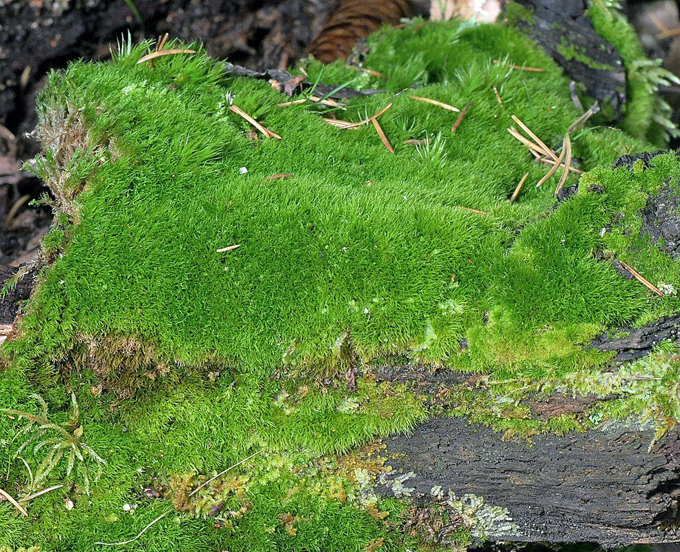 Image of Dicranum montanum specimen.