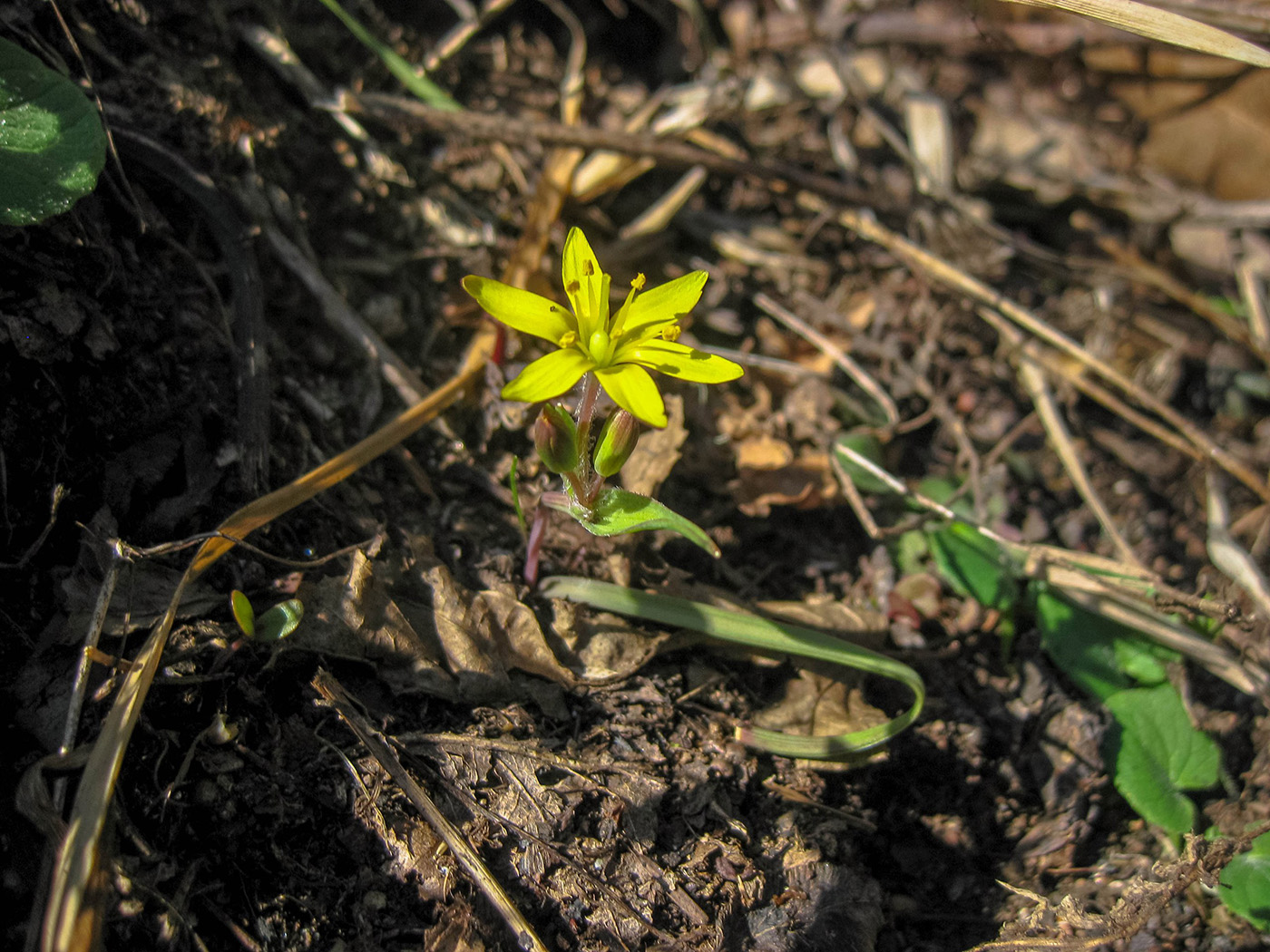 Image of genus Gagea specimen.