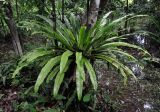 Asplenium nidus. Взрослое растение на стволе дерева. Малайзия, штат Саравак, национальный парк Бако; о-в Калимантан, влажный тропический лес. 10.05.2017.