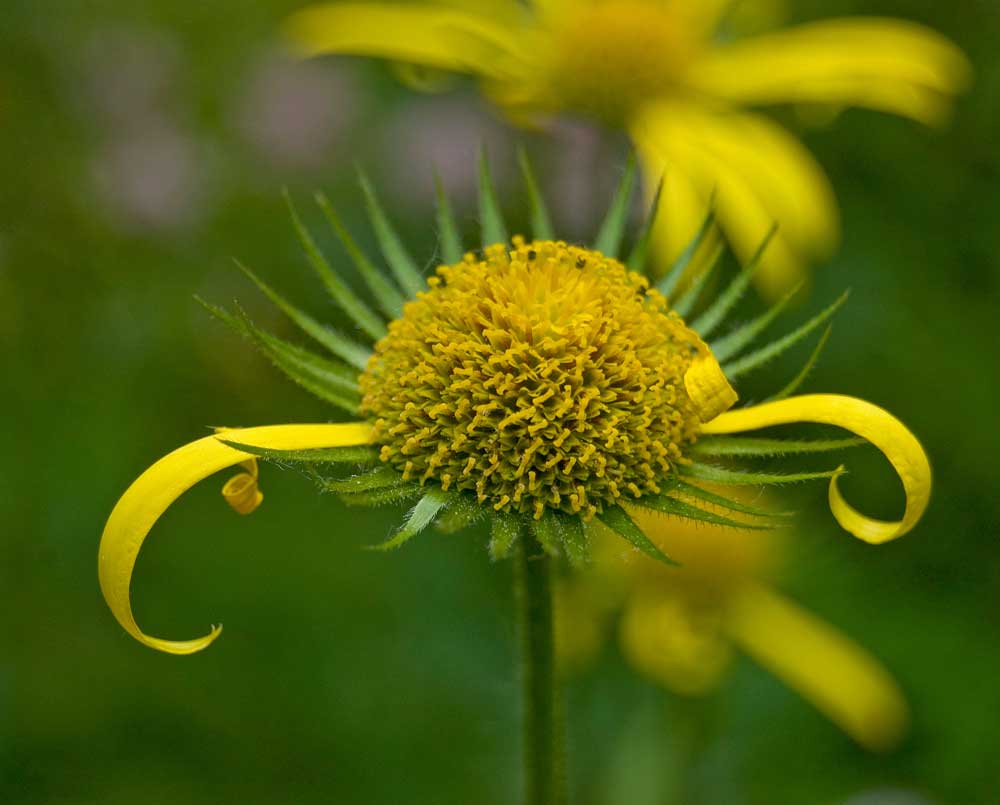 Image of Doronicum pardalianches specimen.