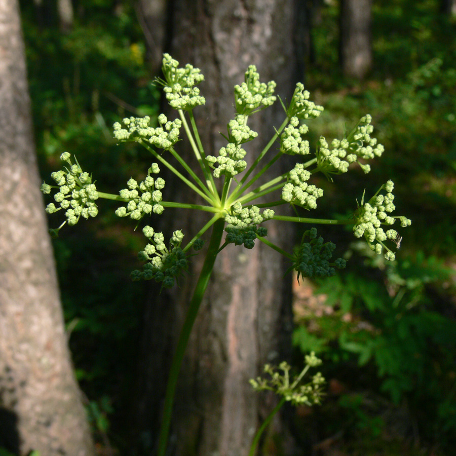 Image of Pimpinella saxifraga specimen.