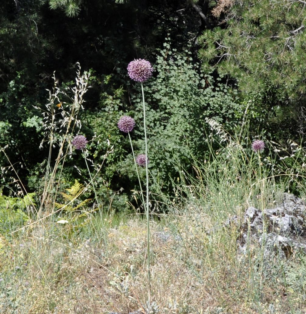 Image of Allium ampeloprasum specimen.