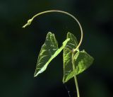 Calystegia sepium