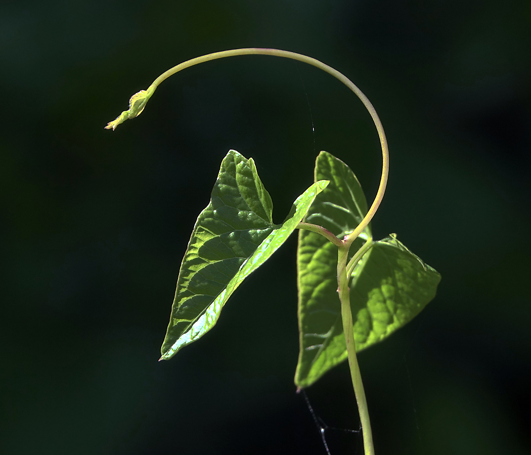 Image of Calystegia sepium specimen.