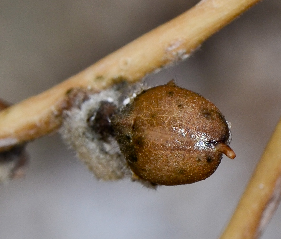 Image of Verbascum jordanicum specimen.