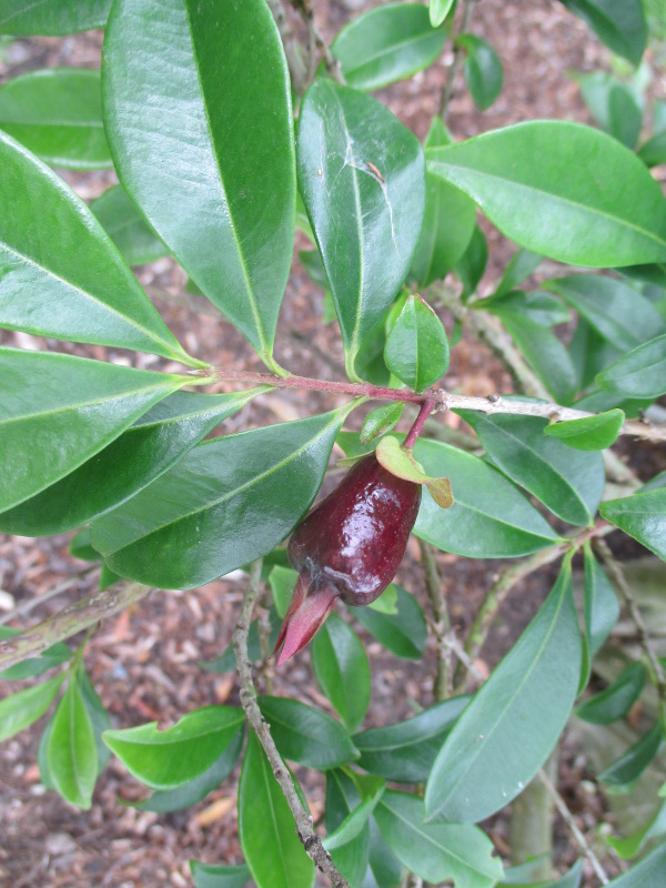 Image of Eugenia involucrata specimen.