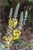 Verbascum formosum