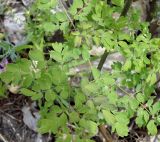 Thalictrum contortum. Листья. Якутия, Алданский р-н, в 6 км выше по течению г. Томмот, левый берег р. Алдан. 27.06.2016.