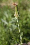 Tragopogon pratensis