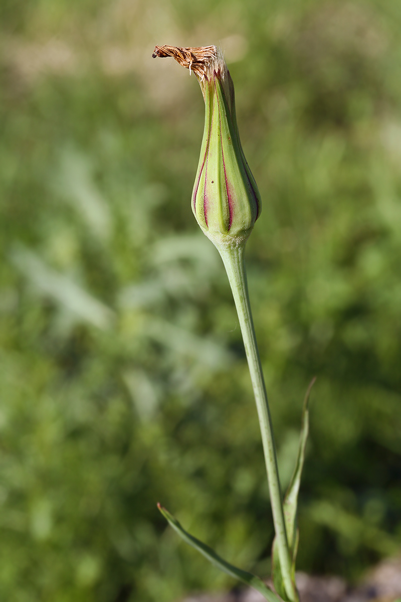 Image of Tragopogon pratensis specimen.