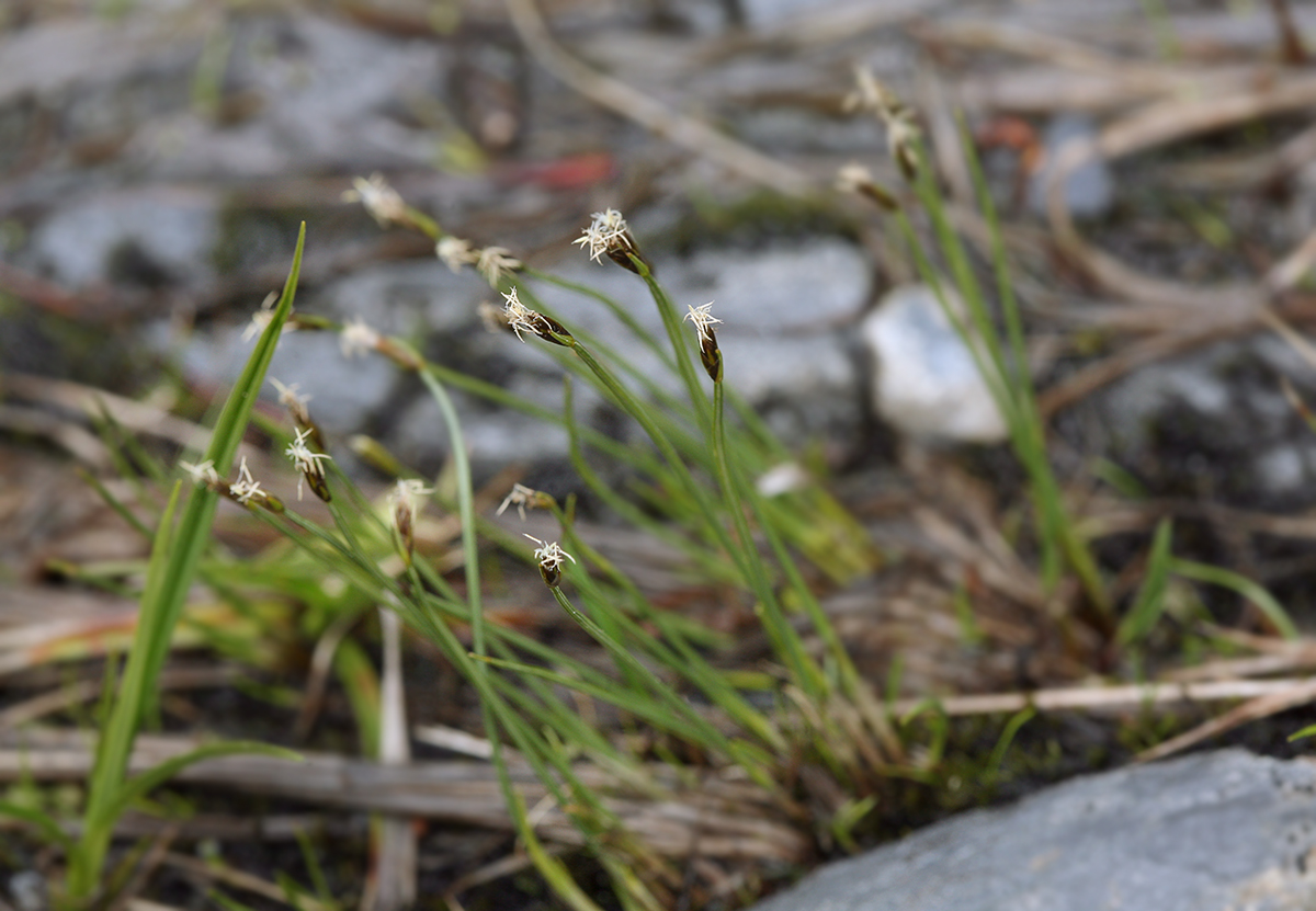 Изображение особи Trichophorum alpinum.