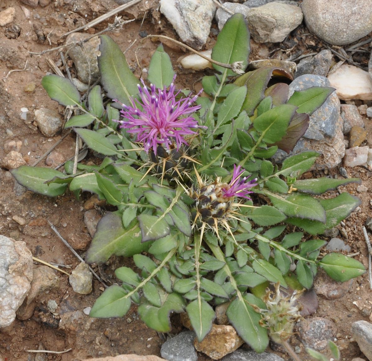 Image of Centaurea raphanina ssp. mixta specimen.